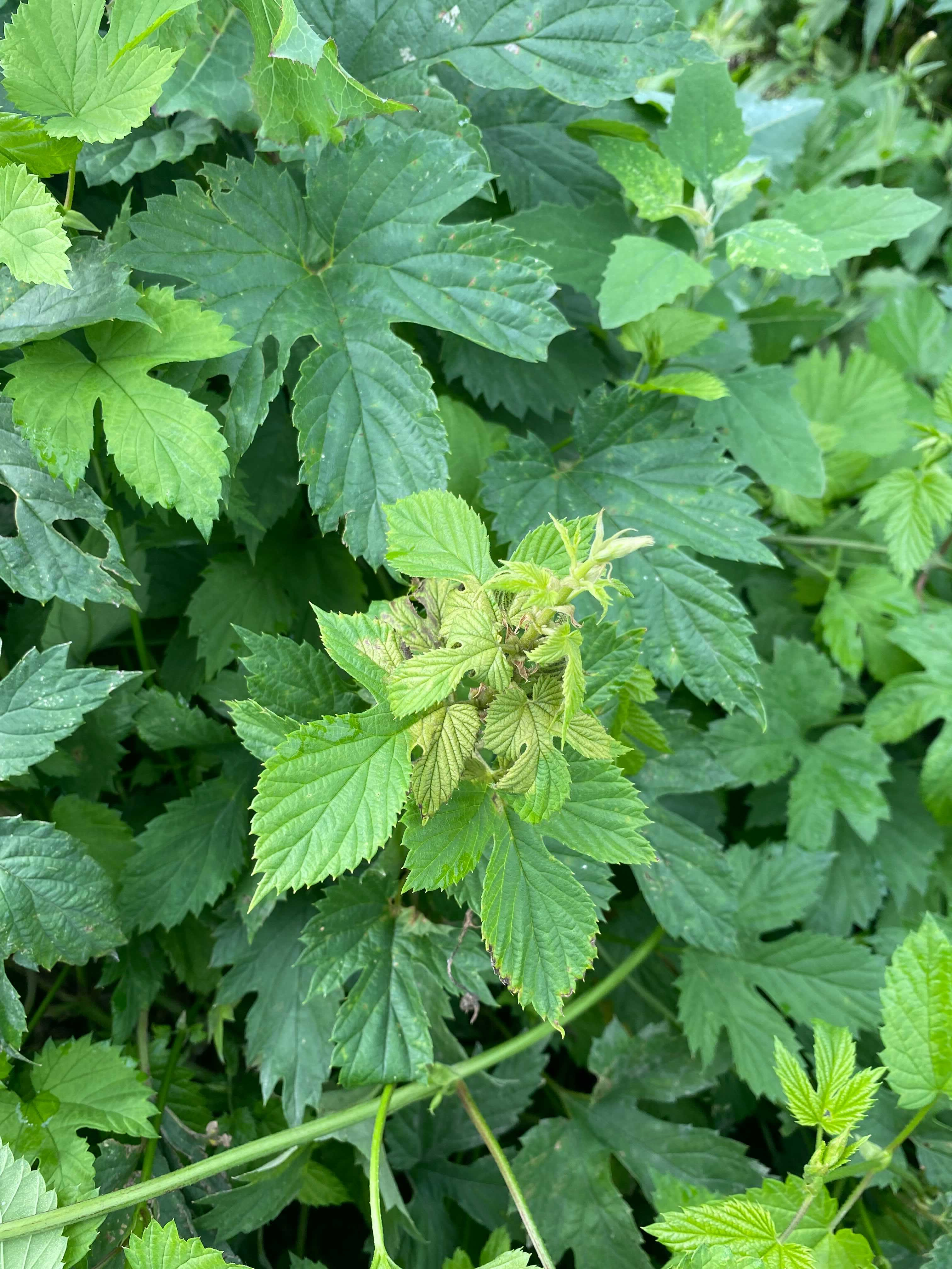 Downy mildew symptoms on spike